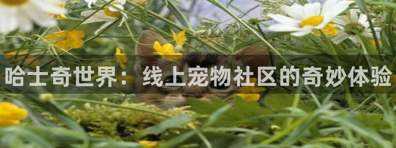 极悦娱乐4招商：哈士奇世界：线上宠物社区的奇妙体验